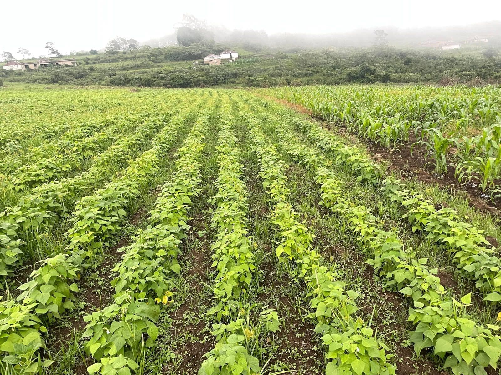 Rows of beans and maize on the farm in Ozwathini