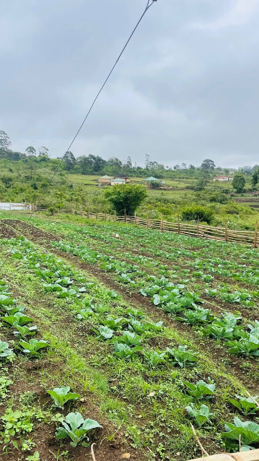 Rows of young cabbages behind a wooden fence