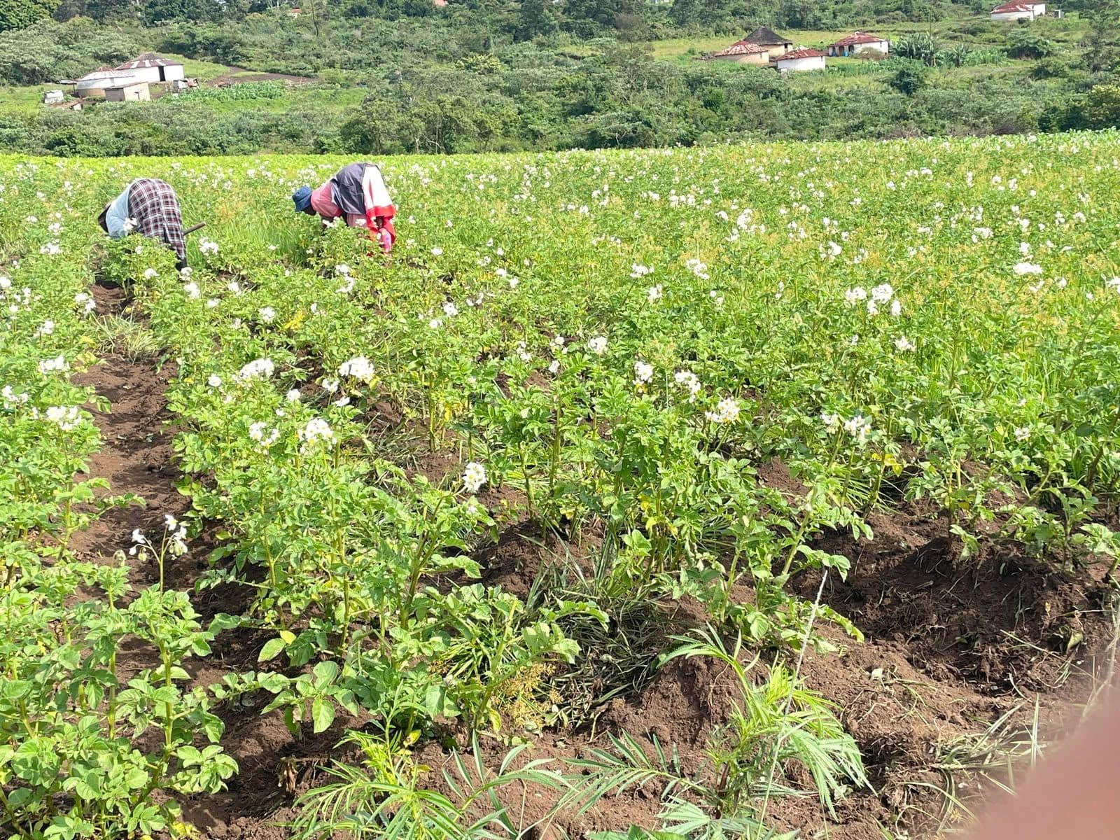 Workers tending flowering potato plants